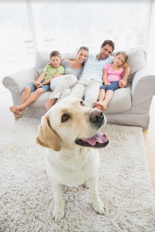 chachorro junto a família sentada no sofá